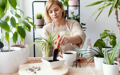 HOW TO PLANT AN INDOOR PLANT FOR BEGINNERS?