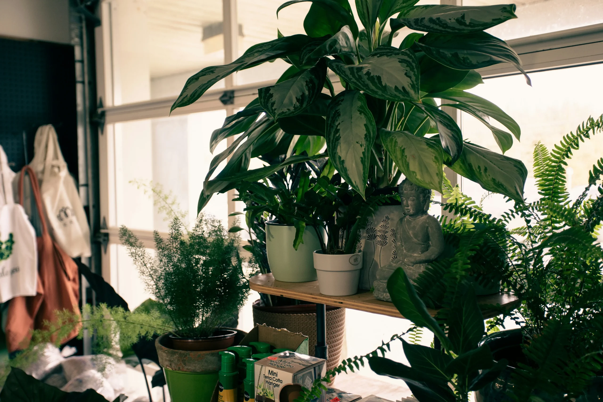 indoor plants